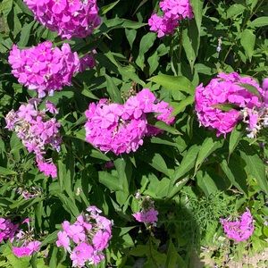 Meet your Posher, Julee